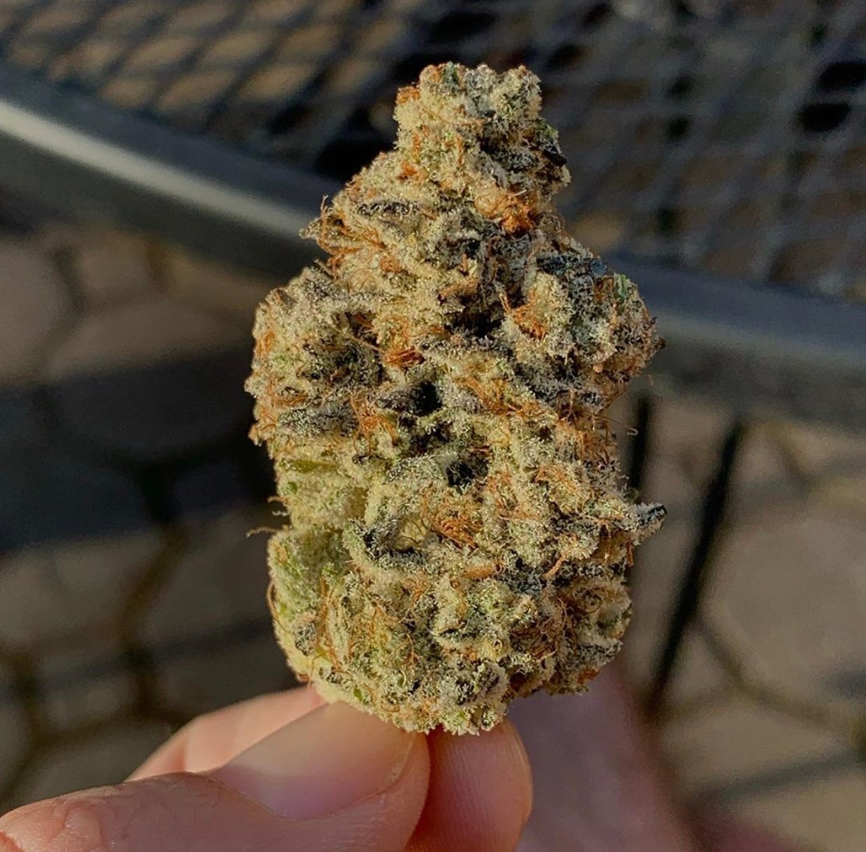 Skunk Funk