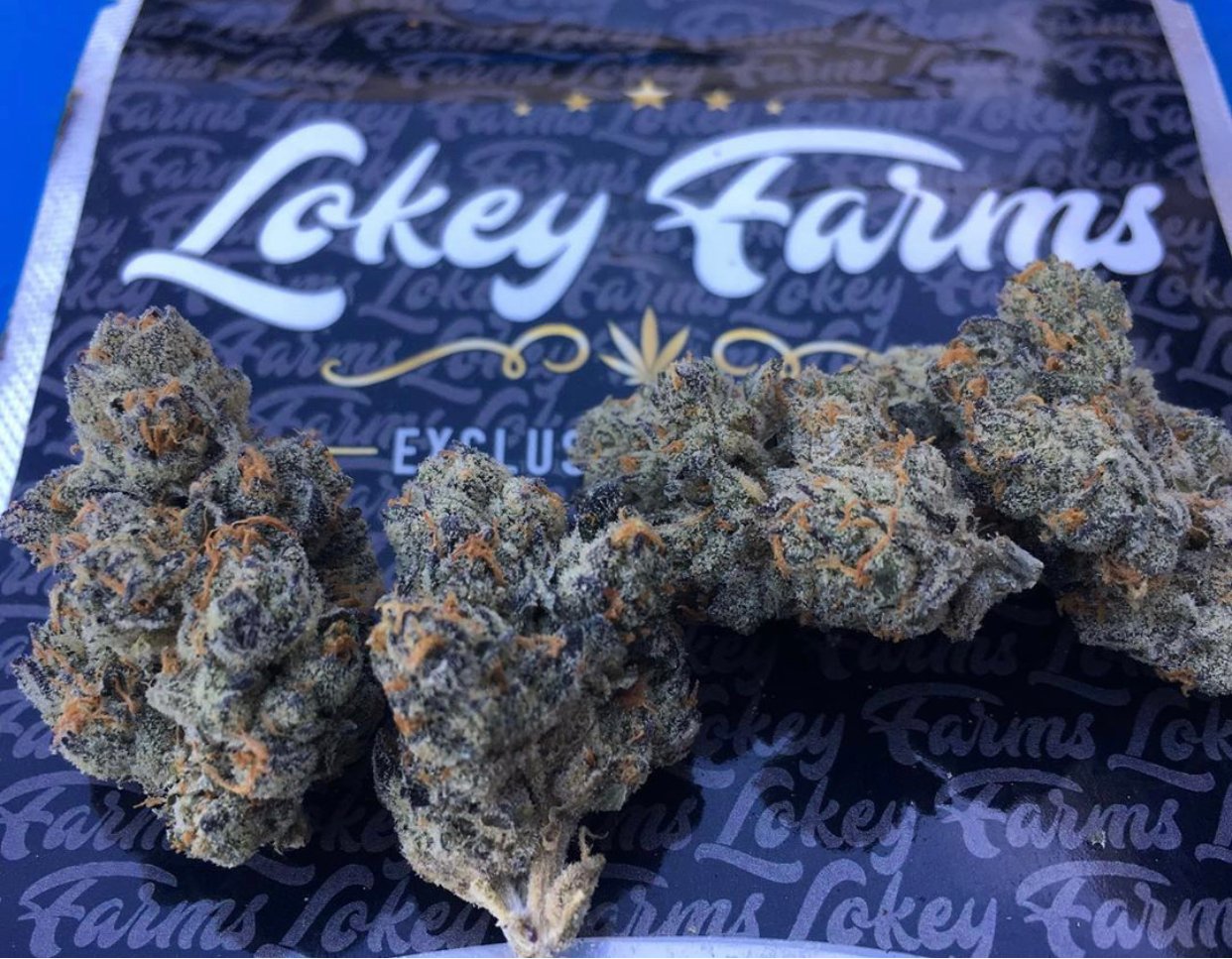 Dark Karma