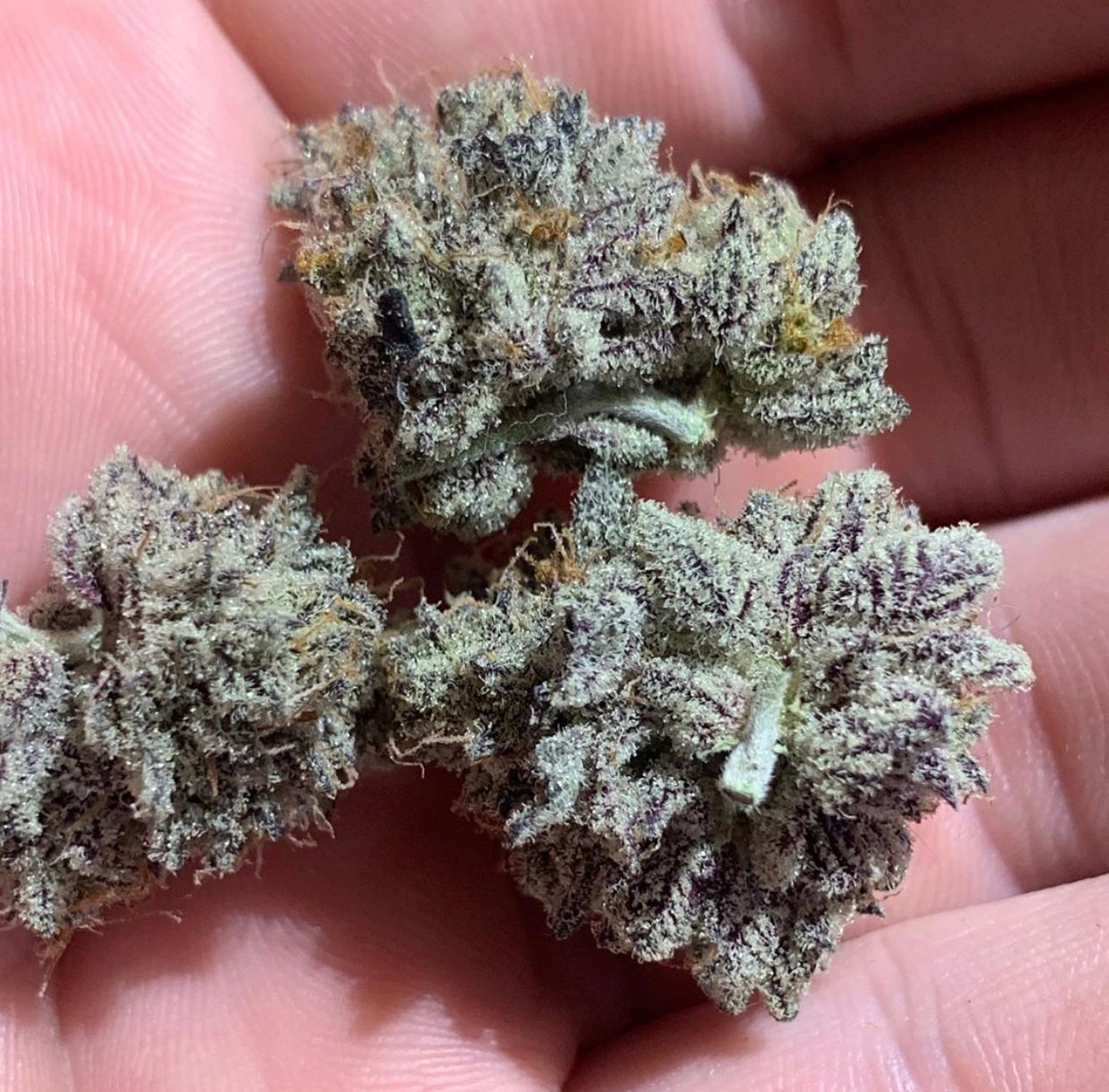 Animal Cookies