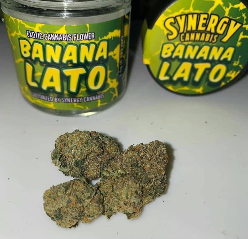 Banana Lato indica